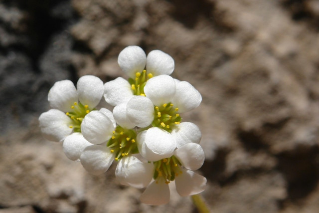 Cilo Dağları’nda Yeni Bir Bitki Türü Keşfedildi