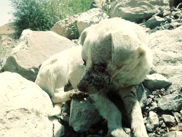 Valilik, Gözleri Oyulan Köpeğin Belediye Ekiplerince Öldürüldüğünü Yalanladı