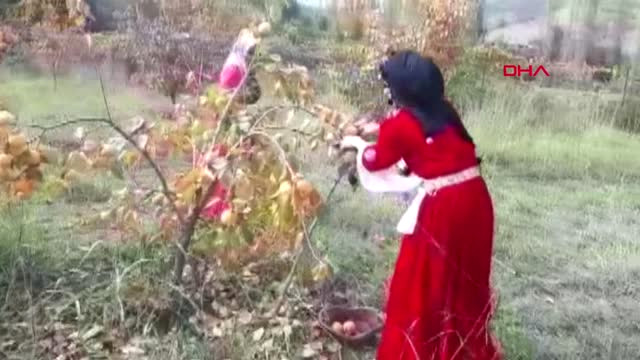 Hakkari Çukurca’da Yetiştirilen Trabzon Hurmasının Hasadına Başlandı