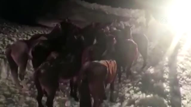 Karda Mahsur Kalan Atlar Kurtarıldı