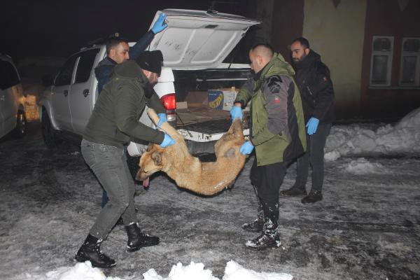 Köpek ve Yeni Doğan 3 Yavrusu Donmaktan Kurtarıldı