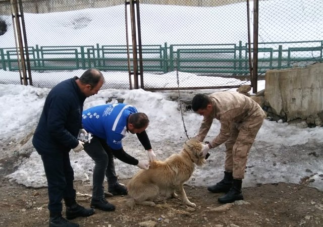 Hakkari’deki Köpekler Sağlık Taramasından Geçirildi