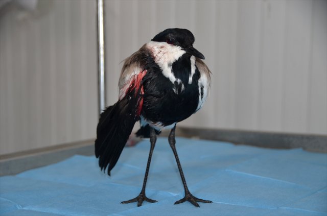 Hakkari’de Yaralı Mahmuzlu Kız Kuşu Tedavi Altına Alındı