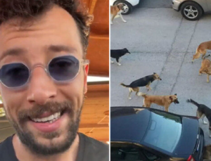 Paw Guards yöneticisi Burak Arslan’dan ‘Başıboş köpekleri toplayın’ diyen vatandaşlara tehdit: Telefonlarını hackleyip kimliklerini tespit edeceğiz