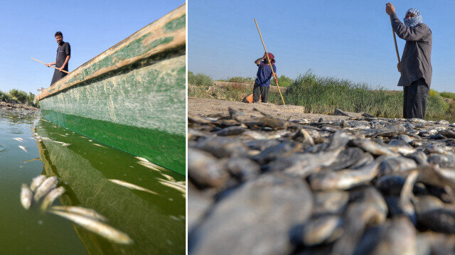 Irak’ta ırmaktaki su düzeyinin düşmesiyle ‘oksijensiz kalan’ binlerce balık telef oldu