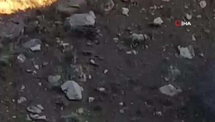 Yüksekova-Van kara yolunda sürü halinde dağ keçisi görüntülendi