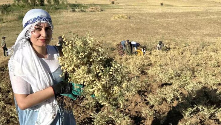 Hakkari’de Bayan Kooperatifi Birinci Nohut Hasadını Gerçekleştirdi