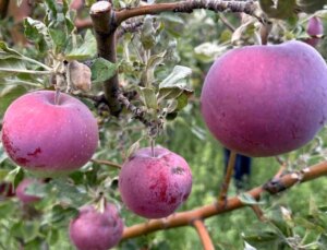 Hakkari’de Meyve Ağaçlarındaki Verimlilik Çiftçileri Sevindirdi