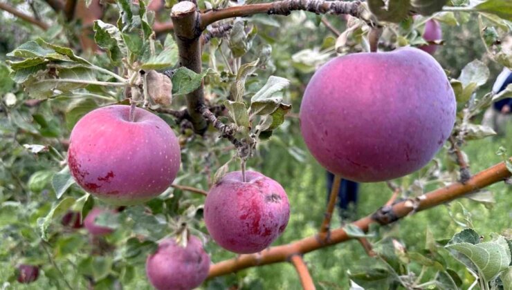 Hakkari’de Meyve Ağaçlarındaki Verimlilik Çiftçileri Sevindirdi