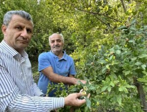 Hakkari’de Muşmula Yetiştiriciliği Başladı