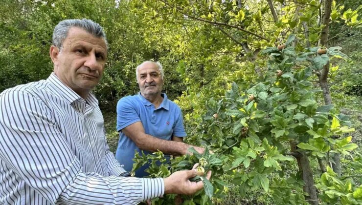 Hakkari’de Muşmula Yetiştiriciliği Başladı