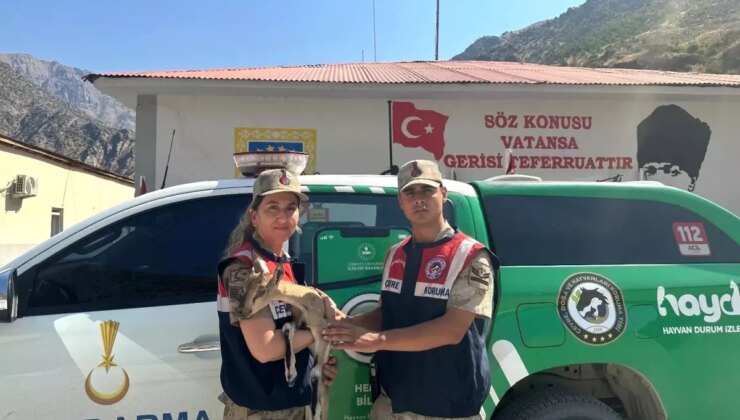 Hakkari’de Yaralı Yavru Dağ Keçisi Kurtarıldı
