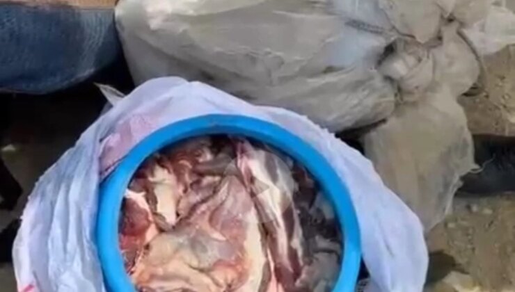 Jenerasyonu Tehlike Altında Olan Dağ Keçisini Vuranlara Yüksek Cezalar