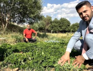 Yüksekova’da yer fıstığı üretimi büyüyor