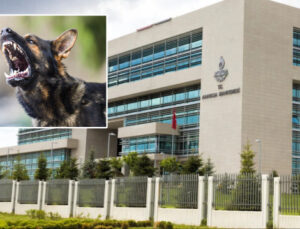 CHP başvurmuştu: AYM’den ‘köpek yasası’ ile ilgili yeni karar