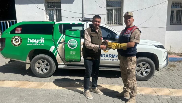 Hakkari’de Yaralı Doğan Yavrusu Tedavi Altına Alındı
