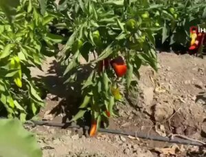 Yüksekova’da Bayanların El Emeğiyle Kapya Biber Hasadı