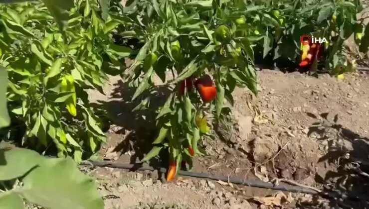 Yüksekova’da Bayanların El Emeğiyle Kapya Biber Hasadı