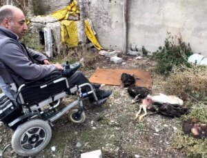 Başıboş Köpekler Yüksekova’da Tavukları Telef Etti