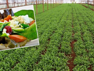 Dünyanın en sağlıklı zerzevatı açıklandı: Yararları tek tek sıralandı Türkiye’de her yerde var