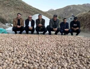 Hakkari’de Ceviz Hasadı Başladı