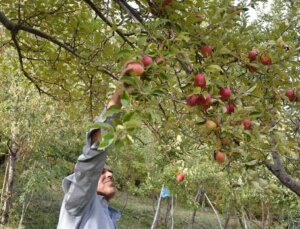 Hakkari’de Elma Hasadı Başladı