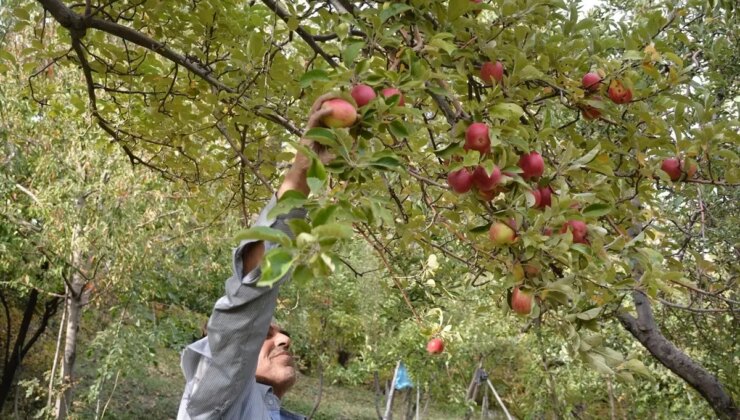 Hakkari’de Elma Hasadı Başladı