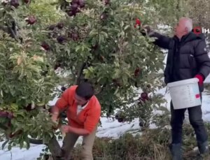 Karlı Dağlarda Kuvvetli Elma Hasadı