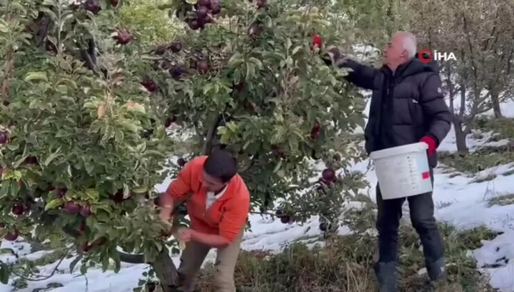 Karlı Dağlarda Kuvvetli Elma Hasadı