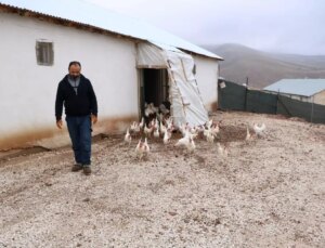 Hobi Olarak Başladı, Bine Yakın Tavuk Yetiştiriyor