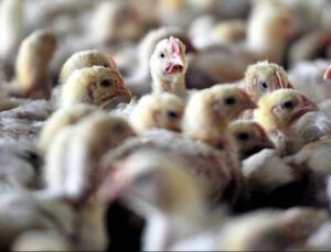 Tarım ve Orman Bakanlığı: Konya’da kuş gribi tespit edildi