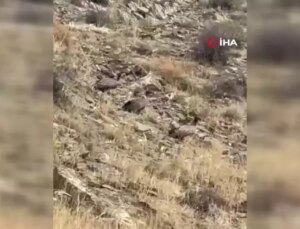 Yüksekova’da Akbabalar Sürü Halinde Görüntülendi