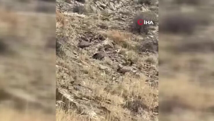 Yüksekova’da Akbabalar Sürü Halinde Görüntülendi