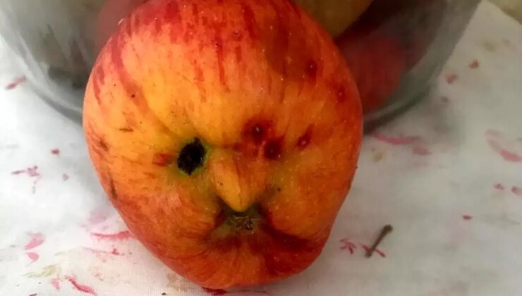 Hakkari’de İnsan Yüzü Görünümlü Elma Görenleri Şaşırttı