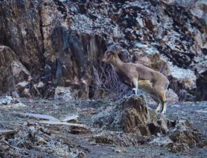 Hakkari’de sürü halinde beslenen yaban keçileri görüntülendi