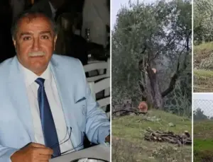 Milas’ta skandal üstüne skandal: 100 yıllık zeytin ağaçlarını kestiği için değil Özgür Özel’e ziyan vermemek için istifa etmiş