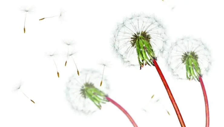 Türkiye’nin alerji haritası: Marmara’da akar, Ankara’da polen Ege’de zeytin ağacı