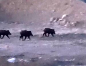 Yüksekova’da domuz sürüsü görüntülendi