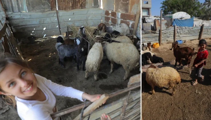 Abluka altındaki Gazze’de kurbanlık hayvan krizi sürüyor