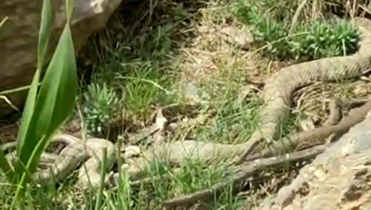 Hakkari’de doğaseverler dev engerekle karşılaştı
