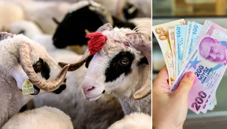 Kurban Bayramı öncesi vatandaşlara tuzak: DMM Kurban Bayramı vurguncularına karşı uyardı