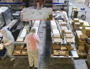 Kuş gribi Avrupa’nın yumurta talebini Türkiye’ye taşıdı
