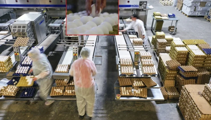 Kuş gribi Avrupa’nın yumurta talebini Türkiye’ye taşıdı