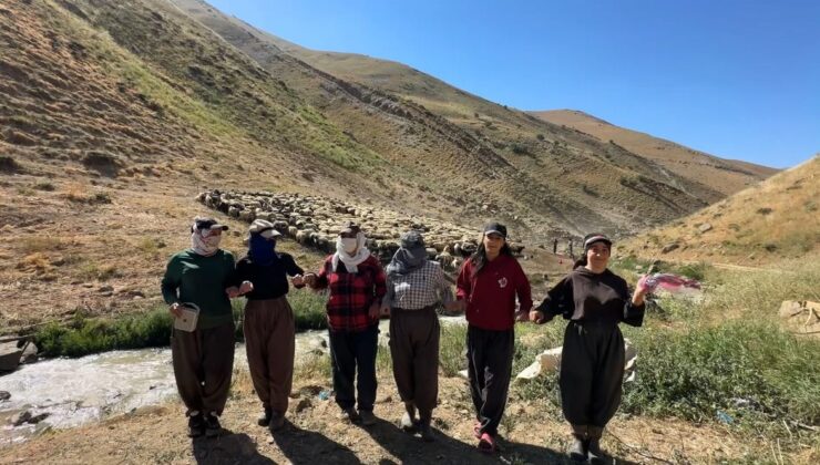 Berivanların şiddetli yayla sağım mesaisi