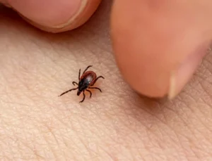 Park ve piknik sonrası kesinlikle denetim edin