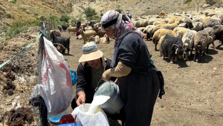 Yüksekova’da berivanların şiddetli mesaisi: Kavurucu güneş altında süt sağma dönemi bir aydır sürüyor