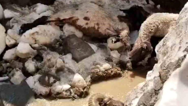 Yüksekova’da kar kütlesi çöktü: 25 küçükbaş hayvan telef oldu