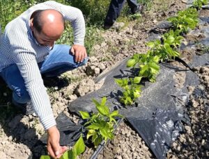 Yüksekova’da sera ve bahçelerde kontrol