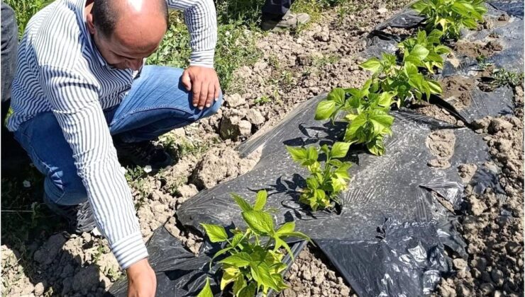 Yüksekova’da sera ve bahçelerde kontrol