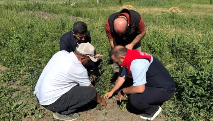 Yüksekova’da tarımda yeni periyot: Yoncalı köyünde birinci ticari salep hasadı yapıldı